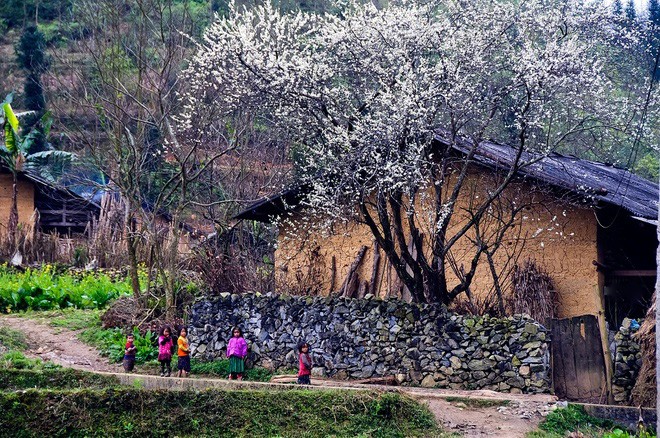 Atiso - cây hoa, vị thuốc trên đất Sapa - Ảnh 2.