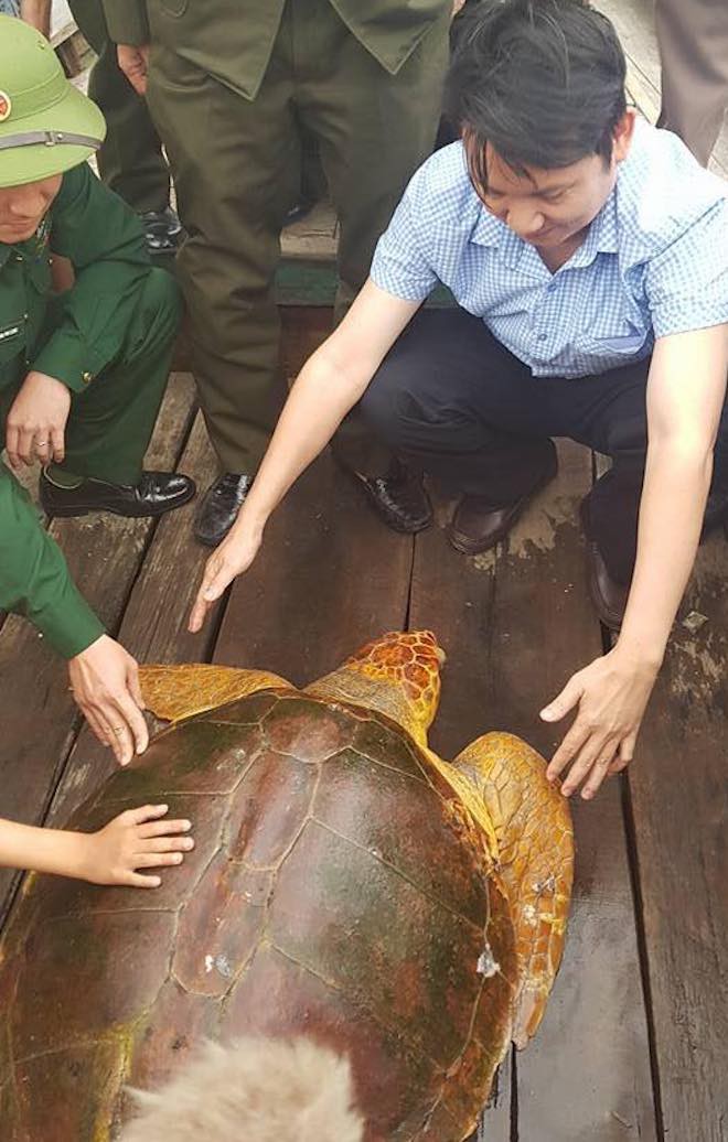 Ngư dân bắt được rùa biển quý, vàng óng nặng 80kg - Ảnh 2.