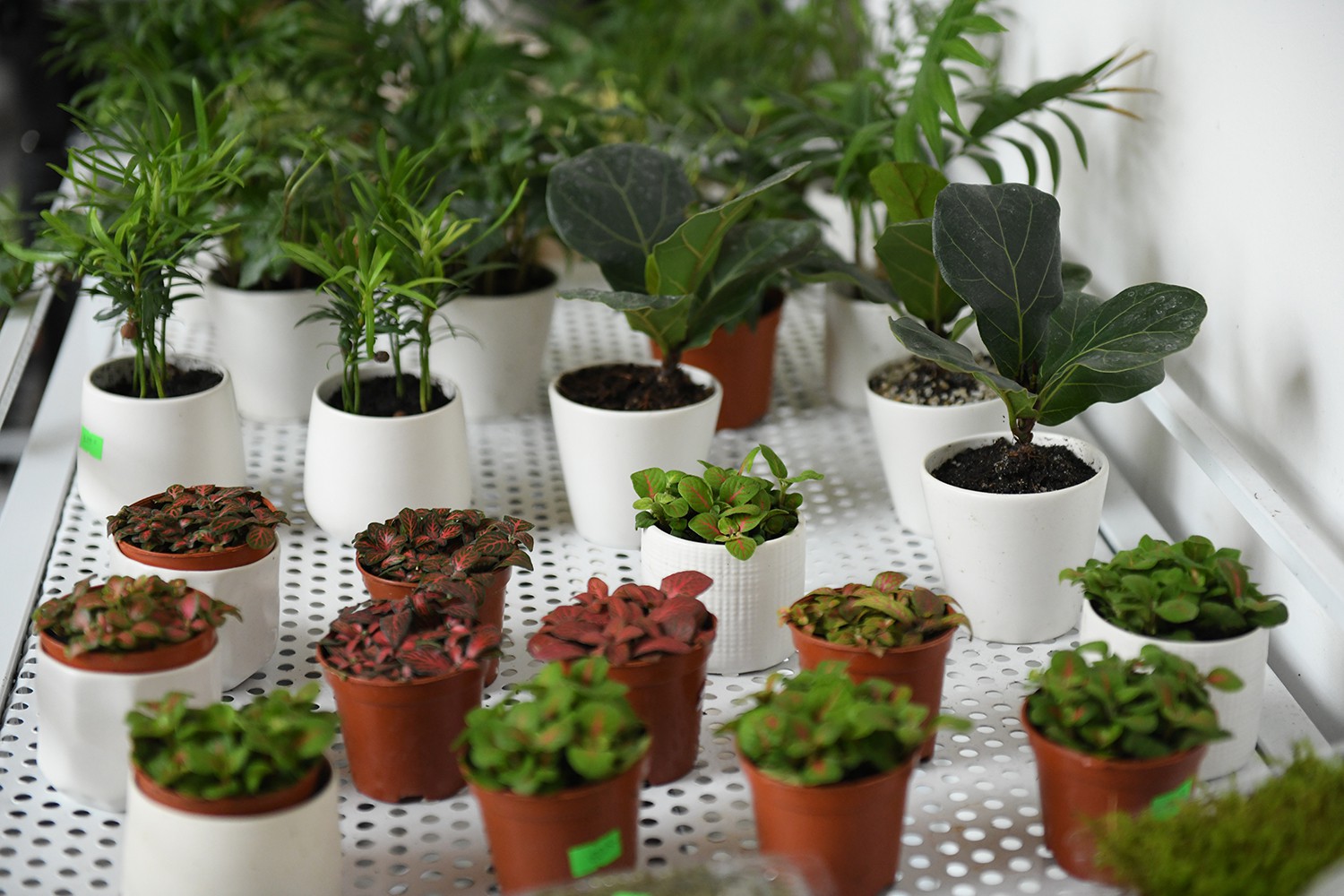 Cận cảnh quán cà phê Hà Nội được báo Mỹ ca ngợi như Rừng Nhiệt đới trong lòng thành phố - Ảnh 9. Cận cảnh quán cà phê Hà Nội được báo Mỹ ca ngợi như Rừng Nhiệt đới trong lòng thành phố - Ảnh 9.