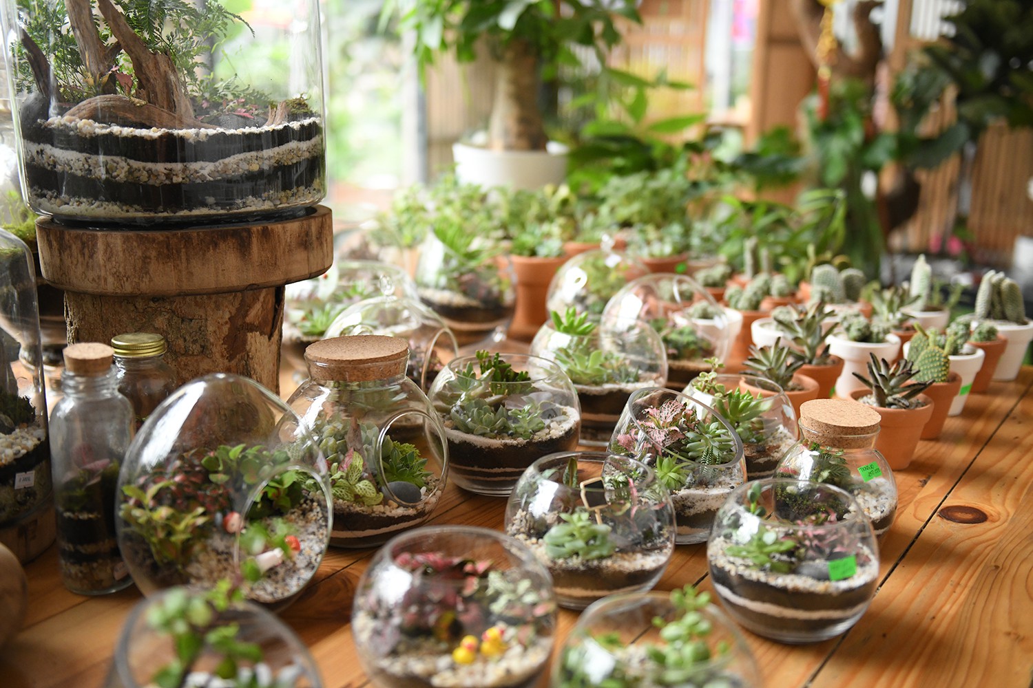 Cận cảnh quán cà phê Hà Nội được báo Mỹ ca ngợi như Rừng Nhiệt đới trong lòng thành phố - Ảnh 10. Cận cảnh quán cà phê Hà Nội được báo Mỹ ca ngợi như Rừng Nhiệt đới trong lòng thành phố - Ảnh 10.