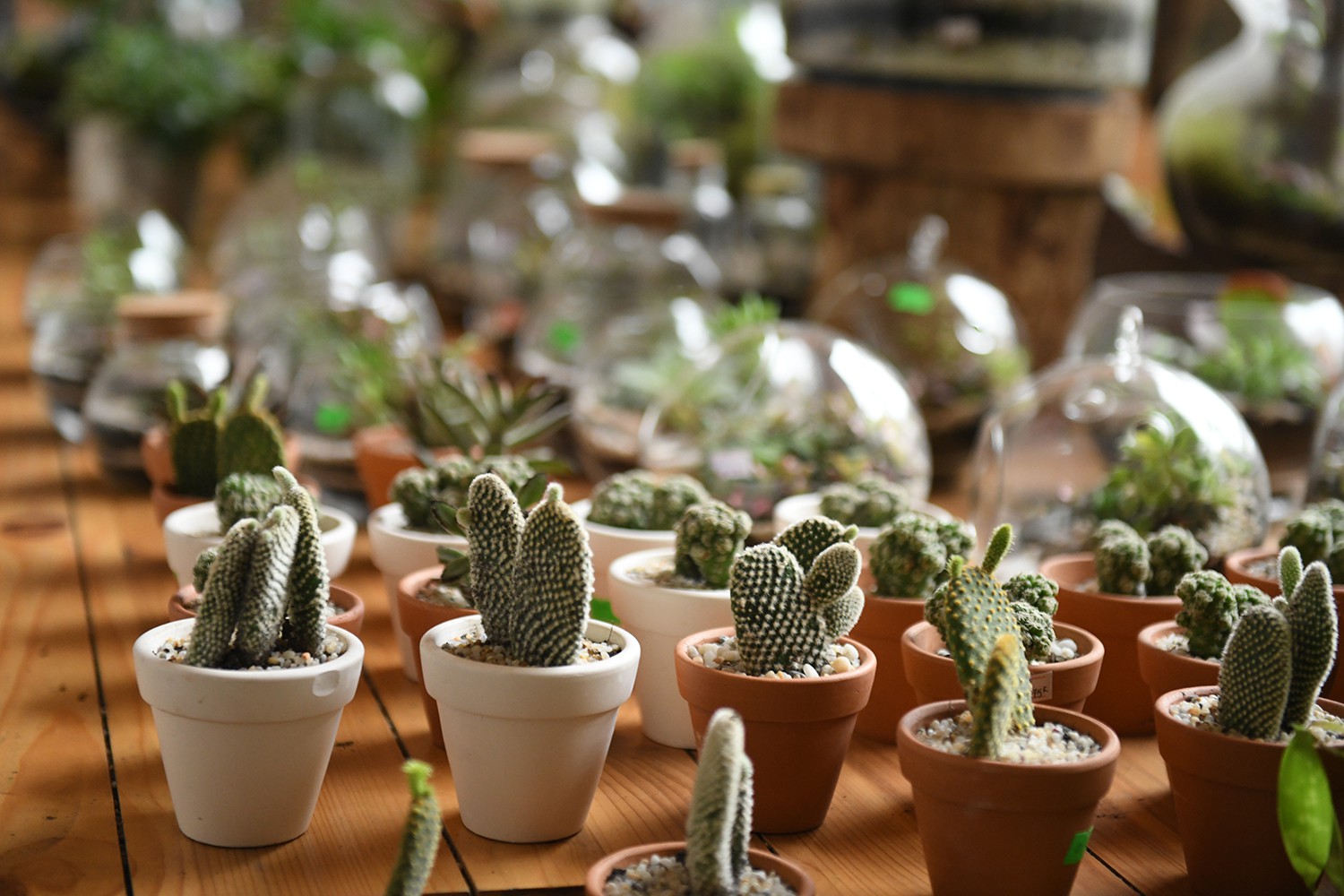 Cận cảnh quán cà phê Hà Nội được báo Mỹ ca ngợi như Rừng Nhiệt đới trong lòng thành phố - Ảnh 16. Cận cảnh quán cà phê Hà Nội được báo Mỹ ca ngợi như Rừng Nhiệt đới trong lòng thành phố - Ảnh 16.