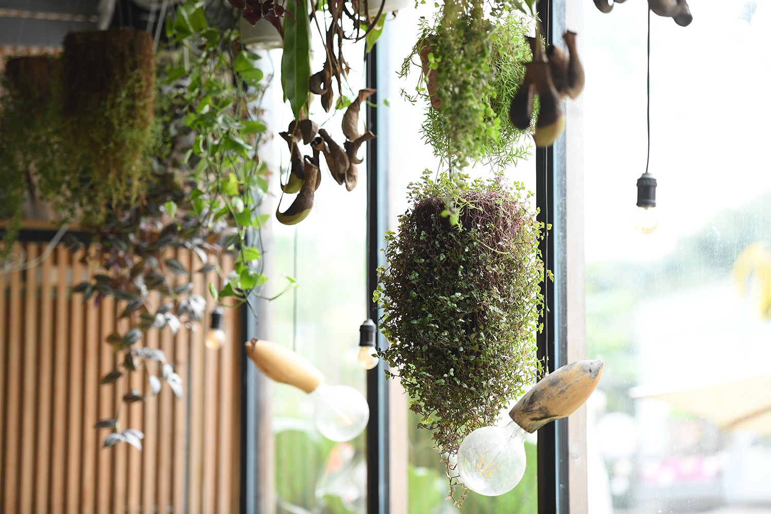 Cận cảnh quán cà phê Hà Nội được báo Mỹ ca ngợi như Rừng Nhiệt đới trong lòng thành phố - Ảnh 19. Cận cảnh quán cà phê Hà Nội được báo Mỹ ca ngợi như Rừng Nhiệt đới trong lòng thành phố - Ảnh 19.