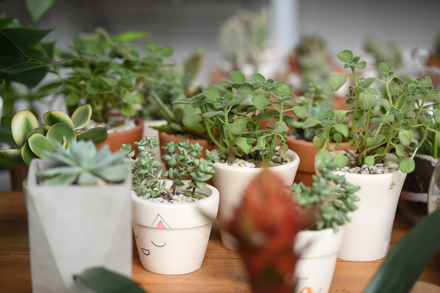 Cận cảnh quán cà phê Hà Nội được báo Mỹ ca ngợi như Rừng Nhiệt đới trong lòng thành phố - Ảnh 20. Cận cảnh quán cà phê Hà Nội được báo Mỹ ca ngợi như Rừng Nhiệt đới trong lòng thành phố - Ảnh 20.