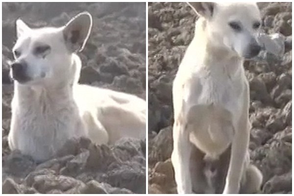 Chú chó đi bộ hơn 6km mỗi ngày chỉ để canh giữ chiếc xe ba gác của chủ gặp nạn - Ảnh 2.