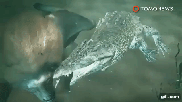 Hai sư tử đực bơi qua sông thì bị cá sấu tập kích, phép màu ở phút cuối! - Ảnh 3.