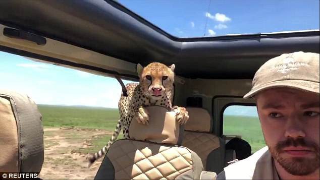 Đang đi chơi trong Safari, thanh niên bất ngờ đến thẫn thờ khi được 3 chú báo hoa nhảy lên xe xin đi nhờ một tí - Ảnh 1.
