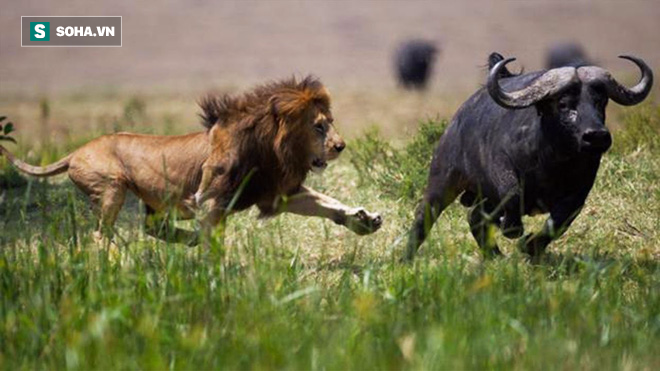 Sư tử đực bị chà đạp không thương tiếc vì lỡ tấn công sai đối tượng - Ảnh 1.