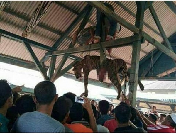 Nghi là ‘sinh vật siêu nhiên’, dân làng đâm chết hổ quý rồi treo xác lên trần nhà - Ảnh 2.