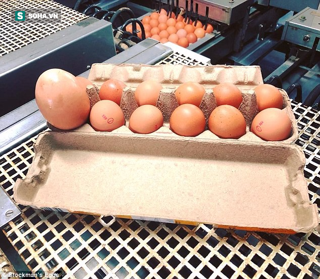 Quả trứng khổng lồ to như nắm đấm, đến lúc đập ra còn có một điều bất ngờ hơn - Ảnh 4.