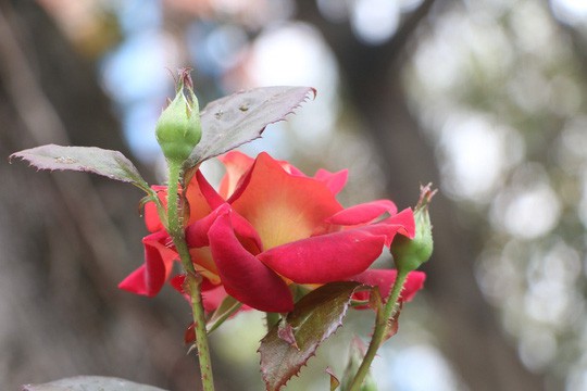 Ngắm 1.000 cây hoa hồng khoe sắc, tỏa hương Ngày quốc tế phụ nữ - Ảnh 16.