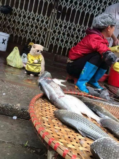 Chú mèo tên Chó đeo kính râm, mặc đồ ‘chất lừ’ ở chợ Hải Phòng gây sốt trang tin nước ngoài - Ảnh 4.