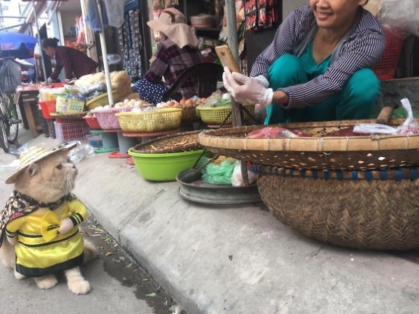 Chú mèo tên Chó đeo kính râm, mặc đồ ‘chất lừ’ ở chợ Hải Phòng gây sốt trang tin nước ngoài - Ảnh 6.