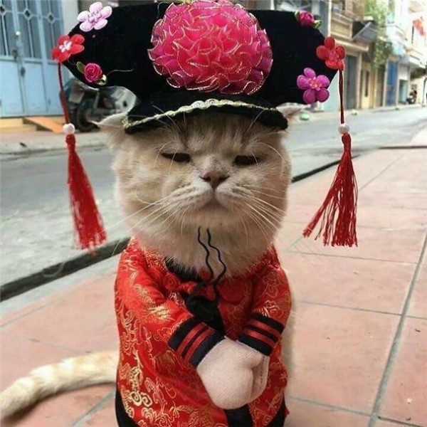 Chú mèo tên Chó đeo kính râm, mặc đồ ‘chất lừ’ ở chợ Hải Phòng gây sốt trang tin nước ngoài - Ảnh 10.