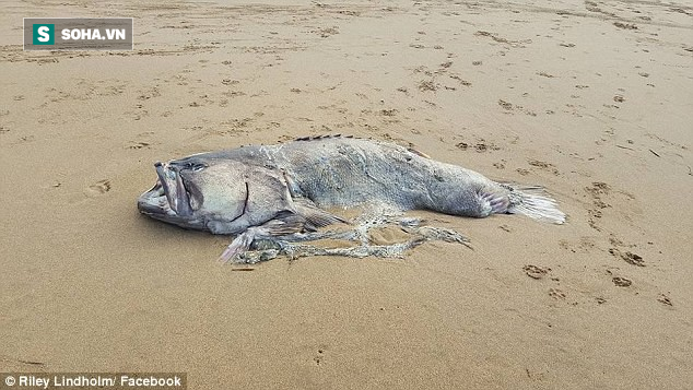 Phát hiện thủy quái trôi dạt vào bờ biển Úc: Đến nay chưa ai biết nó là con gì - Ảnh 1.