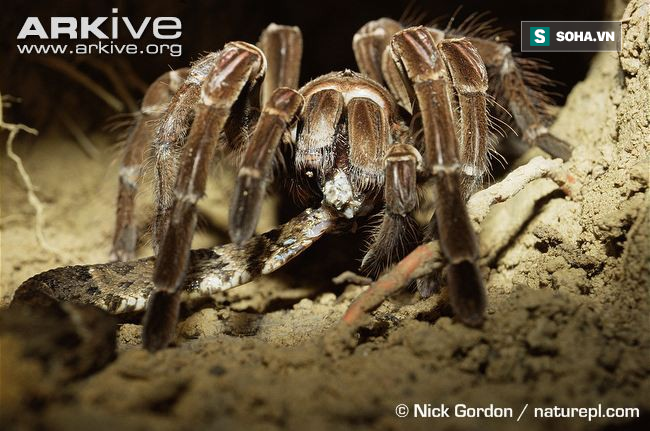 Mò vào ổ nhện kiếm ăn, loài rắn nguy hiểm nhất Costa Rica bị giết không thương tiếc - Ảnh 1.
