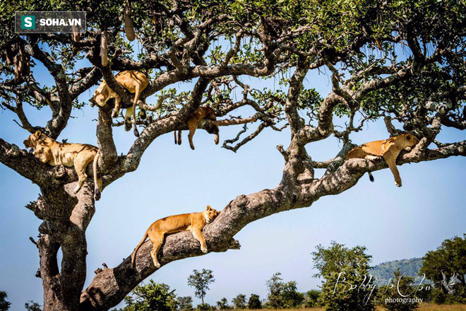 Cả nhà sư tử hoảng sợ leo tót lên cây, sợ kẻ thù không dám xuống - Ảnh 1.