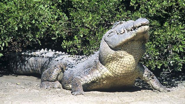 Hỏi khó: Từ lâu chúng ta đã lặn biển cùng cá mập, nhưng với... cá sấu thì sao? - Ảnh 8.