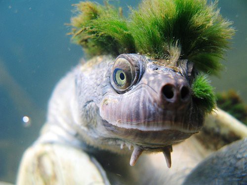Loài rùa tóc xanh gấu nhất mạng xã hội này sắp tuyệt chủng - Ảnh 1.