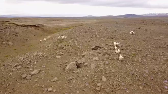 Lần đầu tiên trong vòng 1.000 năm qua, Iceland trồng thêm các cánh rừng mới - Ảnh 1.