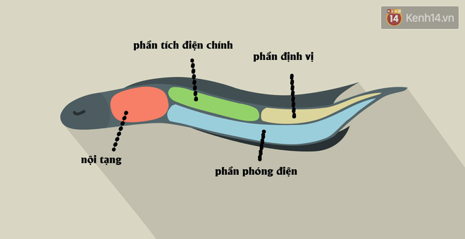 Phóng ra điện khiến cá sấu còn phải chạy, tại sao lươn điện không chết vì bị giật? - Ảnh 2.