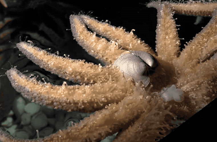 Sở hữu nghìn mắt nhưng lại không có não - đây thực sự là con quái vật kinh khủng nhất đại dương - Ảnh 6.