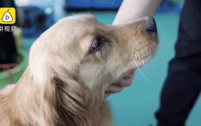 Khoảnh khắc chú chó rơi nước mắt khi được cứu khỏi lò mổ - Ảnh 3.