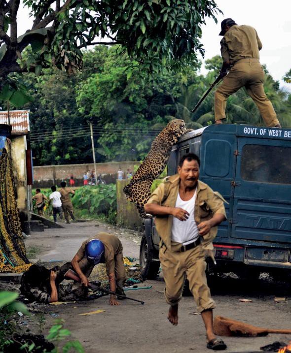 Dã thú đáng sợ ẩn dật nơi đô thị qua trải nghiệm của phóng viên National Geographic  - Ảnh 2.