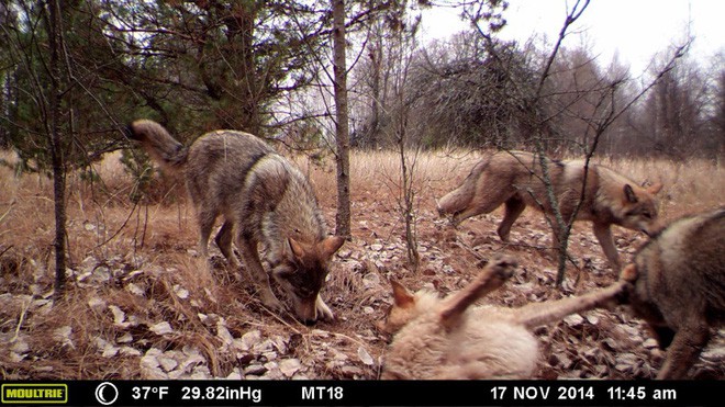 Chernobyl là thảm họa của con người, nhưng lại là tin vui với động vật hoang dã trong khu vực này - Ảnh 1.