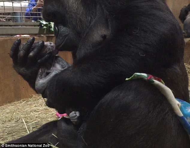 Khoảnh khắc lay động hàng triệu người xem: Lần đầu làm mẹ, cô khỉ đột nâng niu, khẽ hôn nhẹ lên môi con - Ảnh 2.