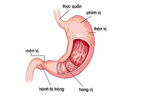 Buồn nôn - Cảnh báo bệnh gì? - Ảnh 2.