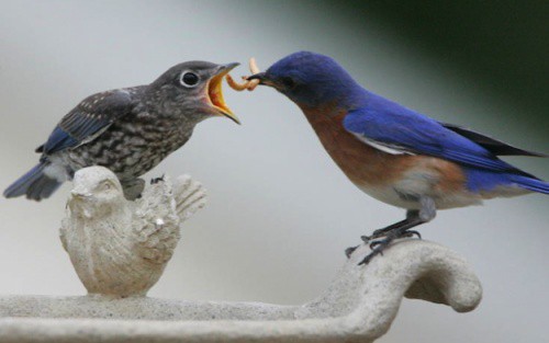 Tiết lộ thú vị từ khoa học: Loài chim cũng sở hữu hormone tình yêu giống con người - Ảnh 4.