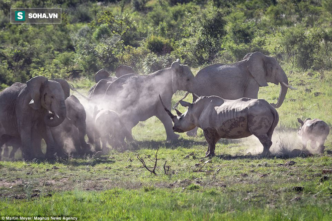 Tê giác nổi điên: Một mình lao xồng xộc đuổi đàn voi chạy toé khói - Ảnh 3.