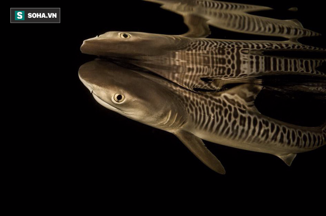 Nỗi ám ảnh về con cá “tàn ác” và kẻ thù lớn nhất của loài cá mập hổ - Ảnh 4.