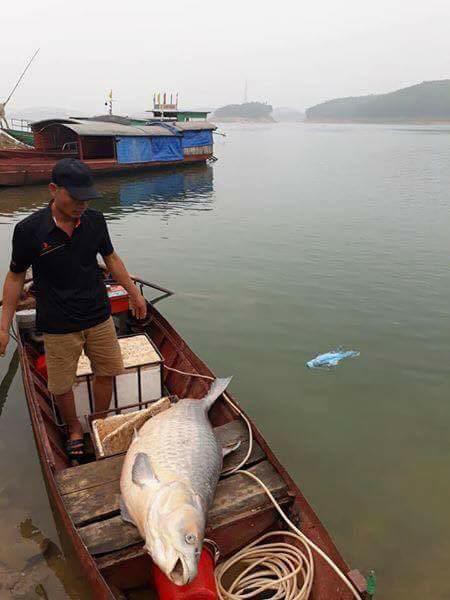 Yên Bái: Ngư dân bắt được cá trắm khổng lồ nặng 61kg ở hồ Thác Bạc - Ảnh 1.