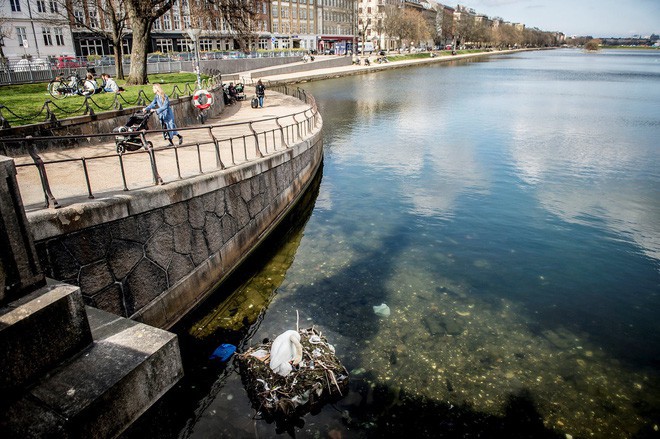 Hình ảnh gây sốc: Thiên nga đẻ trứng trong chiếc ổ làm bằng rác ở Copenhagen, Đan Mạch - Ảnh 3.