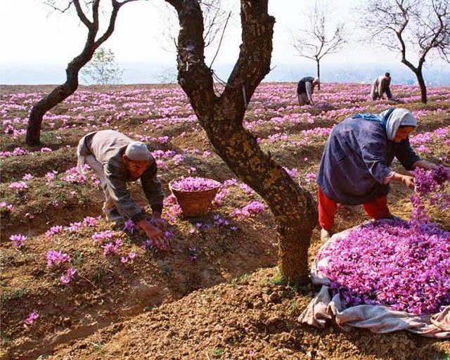 Vì sao nhụy hoa nghệ tây là loại gia vị đắt nhất thế giới, giá lên tới 10.000 USD/kg?  - Ảnh 3.