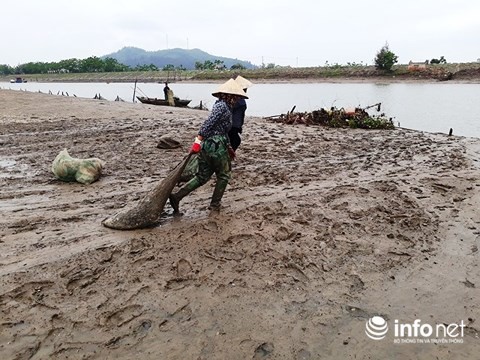 Thanh Hóa: Gần 100 tấn ngao bỗng dưng chết trắng bãi biển - Ảnh 6.