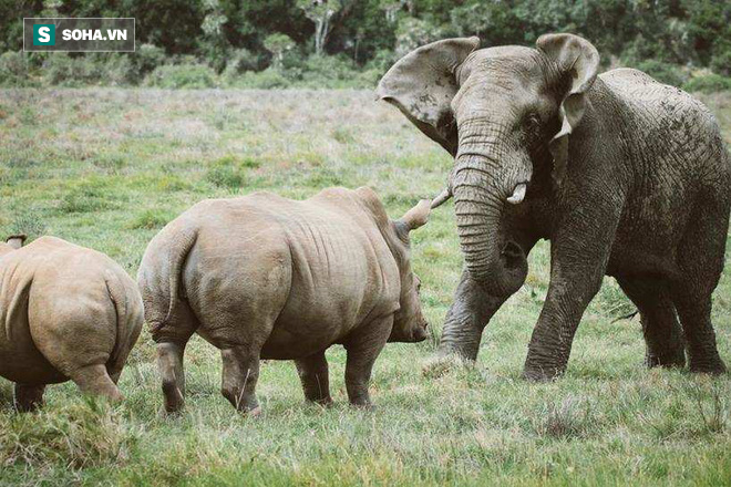 Tranh giành thức ăn, voi rừng dùng trò bẩn với tê giác mà hiệu quả không ngờ - Ảnh 1.