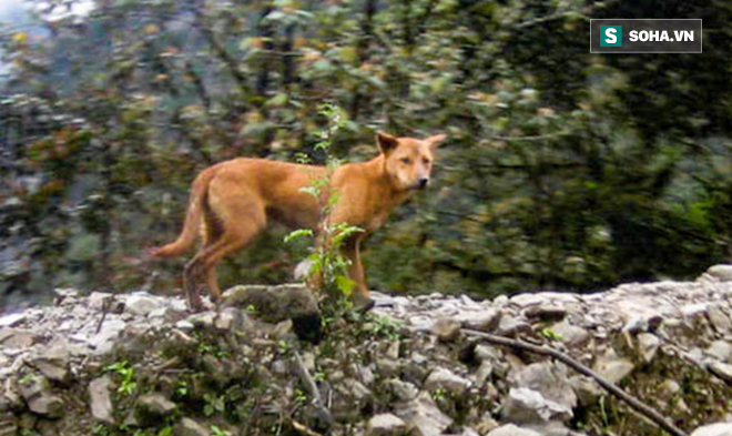 Phát hiện loài chó nguyên thủy ở đỉnh núi hẻo lánh nhất thế giới! - Ảnh 1.
