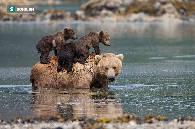 Tình mẫu tử giới động vật: Gấu mẹ đặt 2 đứa con lên bụng, bơi ngửa qua hồ nước lạnh - Ảnh 1.