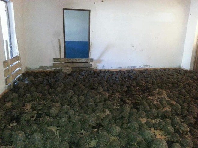 Phát hiện ra hơn 10.000 cá thể rùa cạn bị nhốt trong nhà của thợ săn, có lẽ đã không phát hiện được ra nếu mùi hôi thối không lan rộng ra toàn bộ khu vực - Ảnh 3.