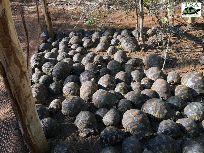 Phát hiện ra hơn 10.000 cá thể rùa cạn bị nhốt trong nhà của thợ săn, có lẽ đã không phát hiện được ra nếu mùi hôi thối không lan rộng ra toàn bộ khu vực - Ảnh 4.