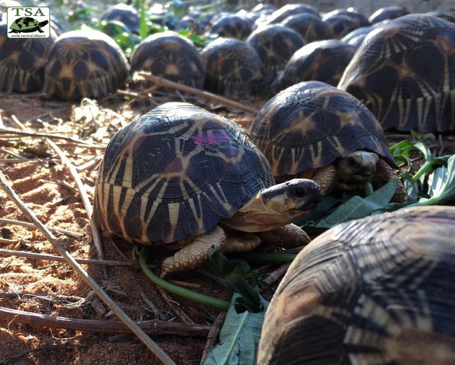 Phát hiện ra hơn 10.000 cá thể rùa cạn bị nhốt trong nhà của thợ săn, có lẽ đã không phát hiện được ra nếu mùi hôi thối không lan rộng ra toàn bộ khu vực - Ảnh 6.