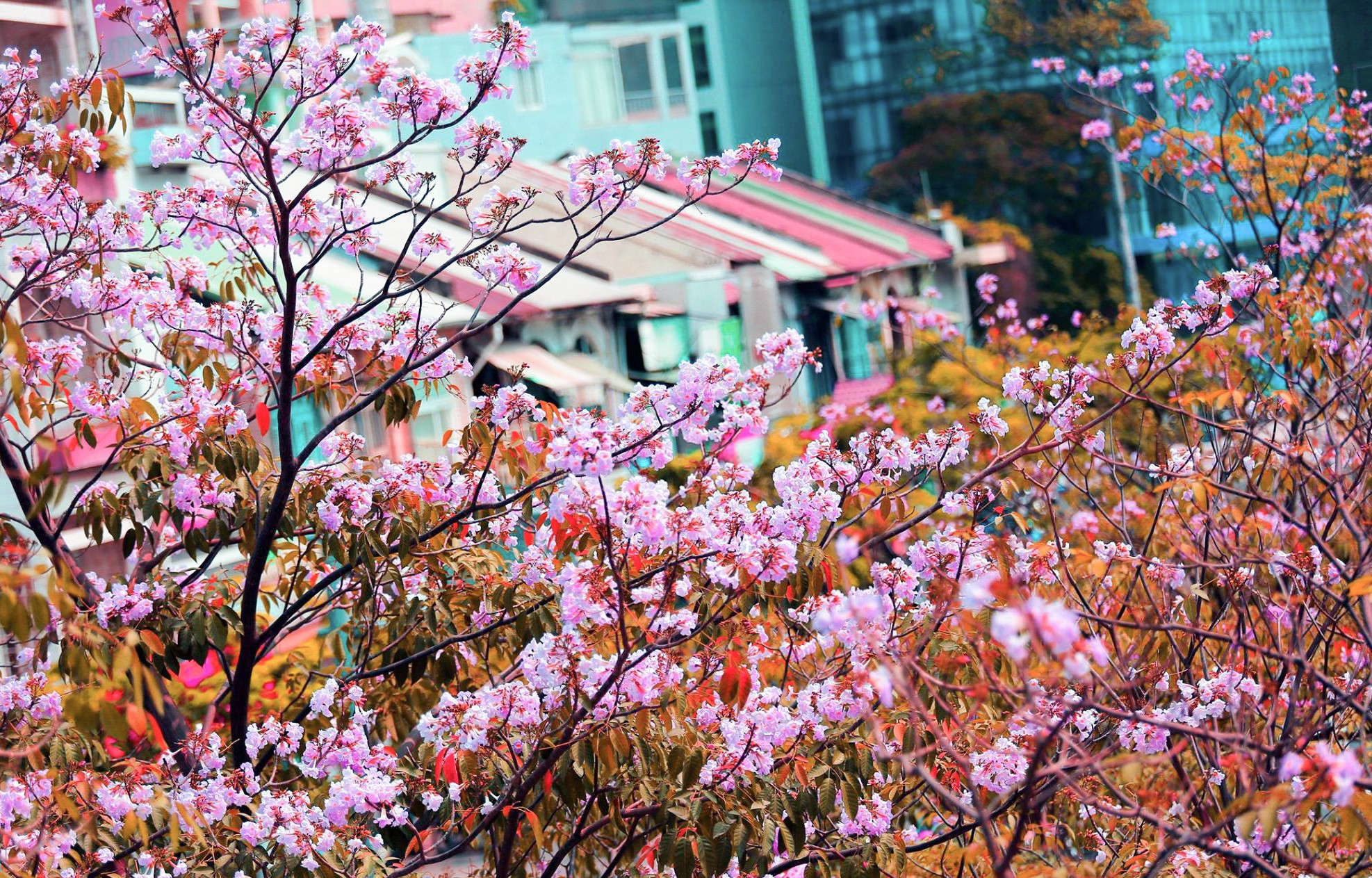 Sài Gòn dễ thương với mùa hoa kèn hồng tháng 4 - Ảnh 15.