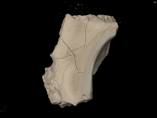 Phát hiện thằn lằn cổ có 4 mắt, cả cơ thể dài 1,3m - Ảnh 1.