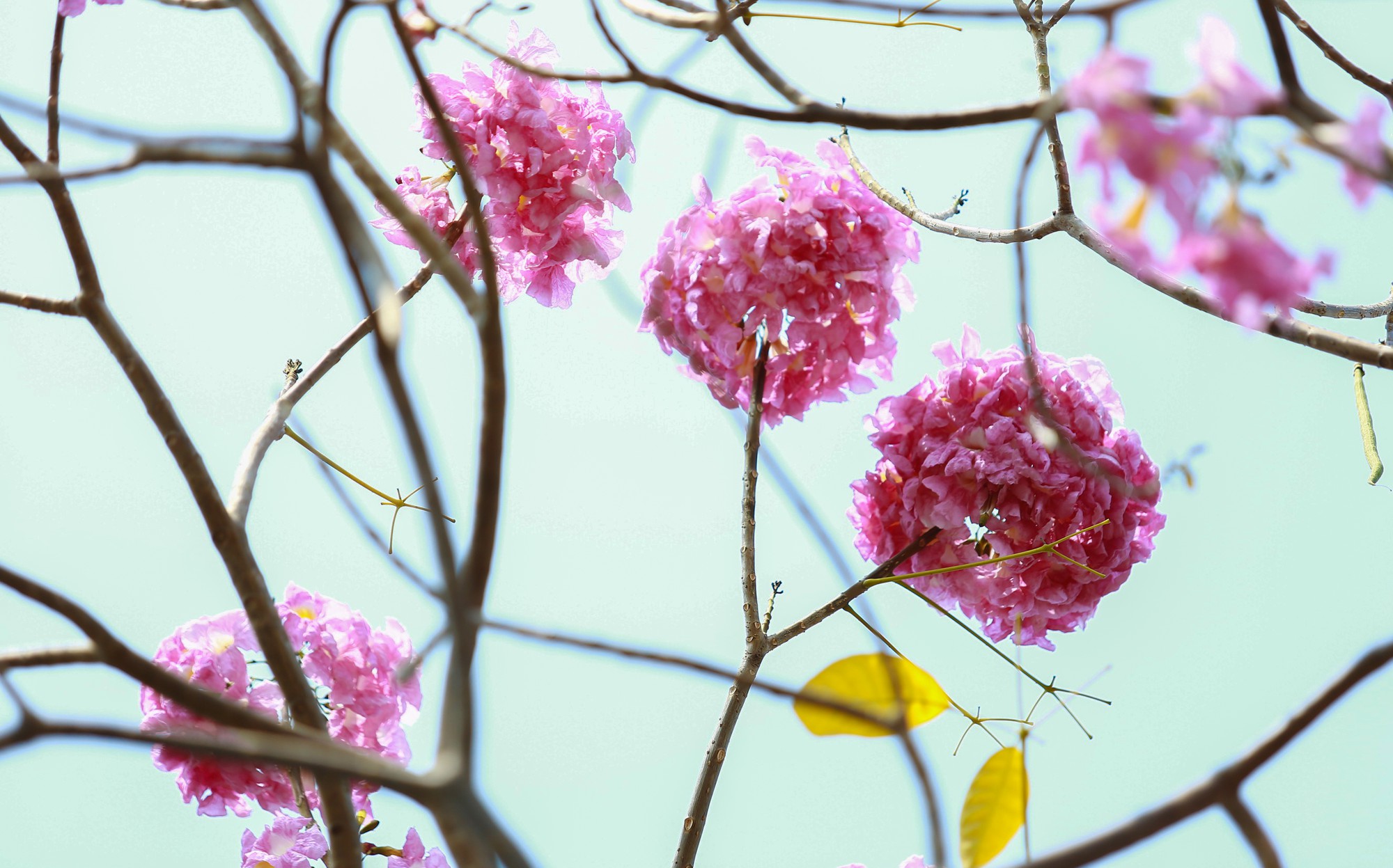 Sài Gòn dễ thương với mùa hoa kèn hồng tháng 4 - Ảnh 10.