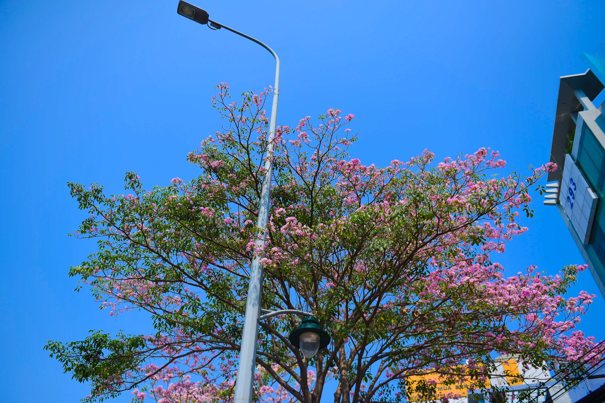 Sài Gòn dễ thương với mùa hoa kèn hồng tháng 4 - Ảnh 5.