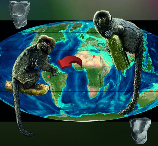 Tranh cãi: loài khỉ đã “đi bè” cưỡi sóng, vượt đại dương trước con người hàng triệu năm? - Ảnh 2.