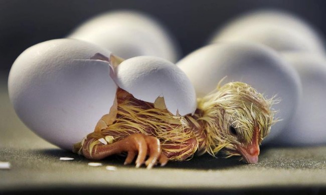 Chim non yếu ớt nhưng phá được vỏ trứng cứng để chui ra, nguyên nhân nằm ở thứ này - Ảnh 1.