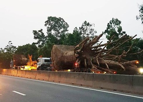 Cây “quái thú” qua mặt nhiều chốt, Bộ GTVT có chỉ đạo khẩn - Ảnh 1.